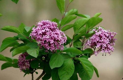 丁香六月激情国产,丁香六月的辉煌篇章